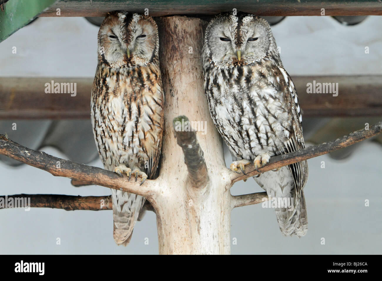 Tawny Owl, Strix aluco, two resting during daytime, Germany Stock Photo