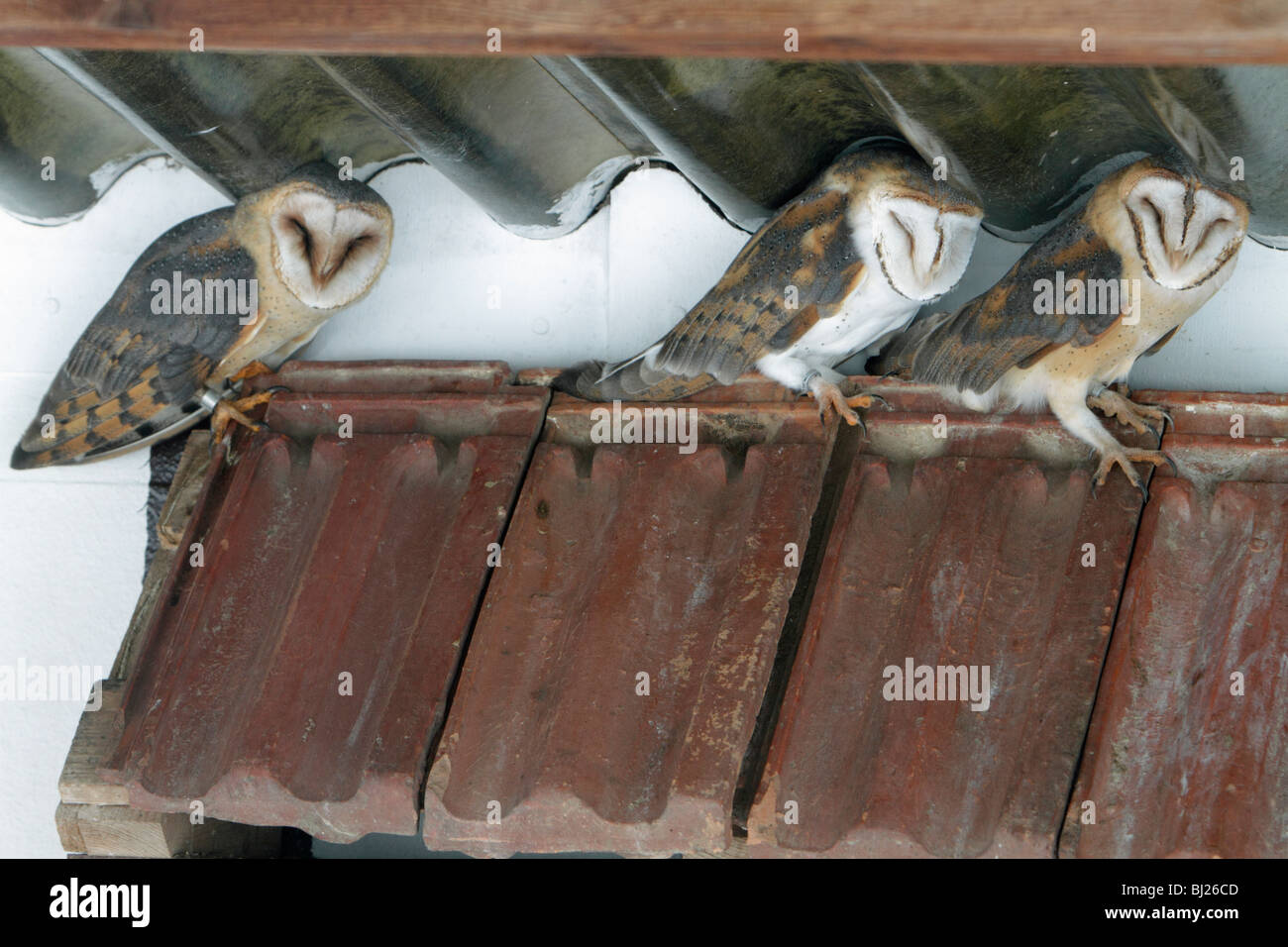 Barn Owl, Tyto alba, three resting during daytime, in building, Germany Stock Photo