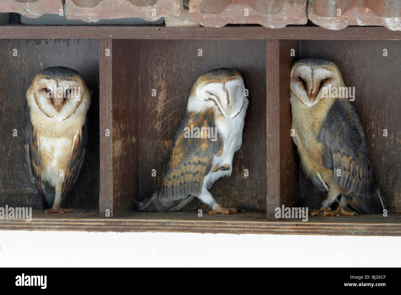 Barn Owl, Tyto alba, three resting during daytime, in building, Germany Stock Photo