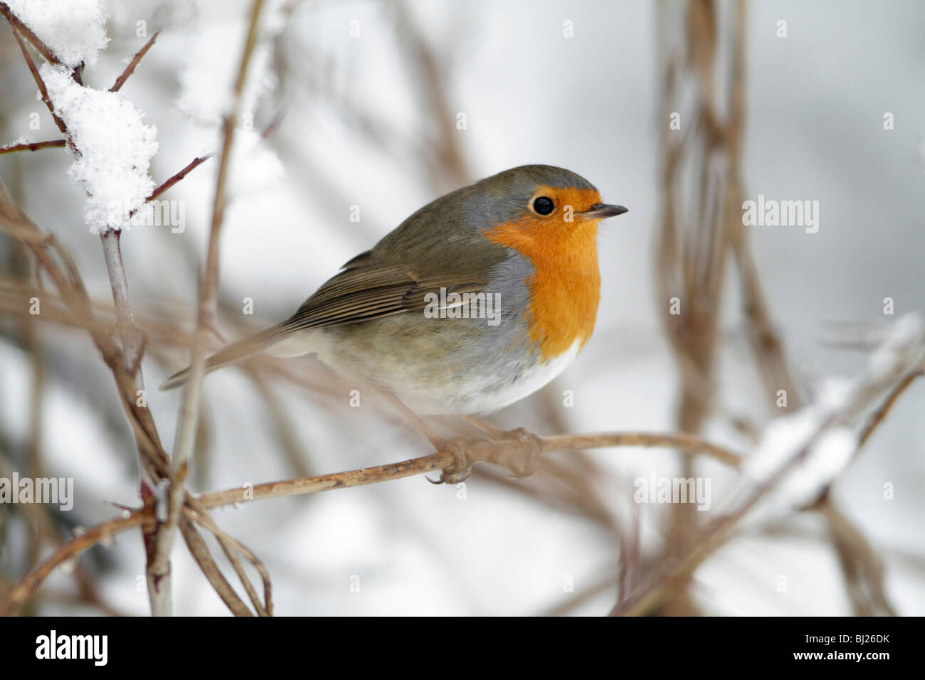 European Robin, Erithacus rubecula, perched on branch in garden, in winter, Germany Stock Photo
