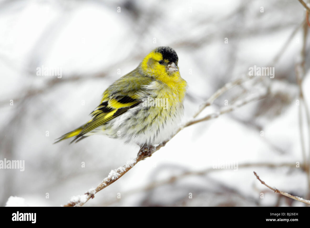 Siskin, Carduelis spinus, male perched on snow coverd branch in garden, winter, Germany Stock Photo