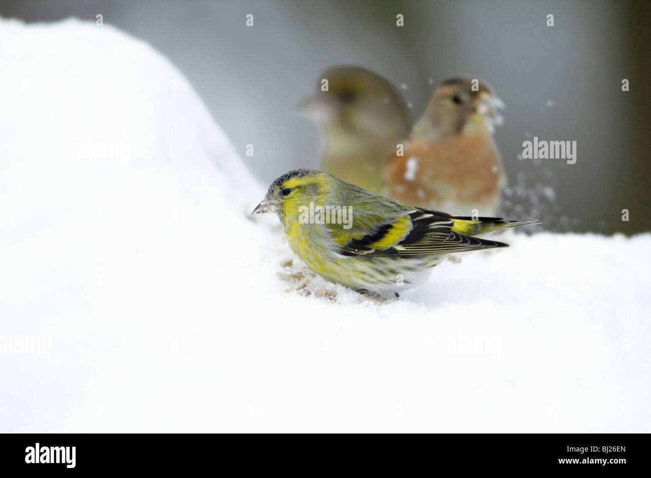 Siskin, Carduelis spinus, male, feeding on ground in snow coverd garden, winter, Germany Stock Photo