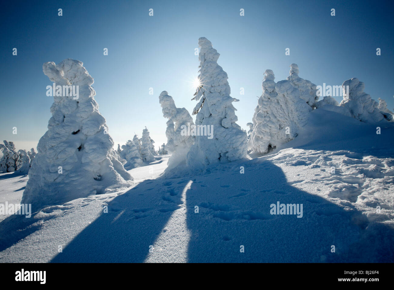 Snow covered Norway Spruce trees, Picea abies, in winter, Brocken mountain, National Park Hochharz, Saxony Anhalt, Germany Stock Photo