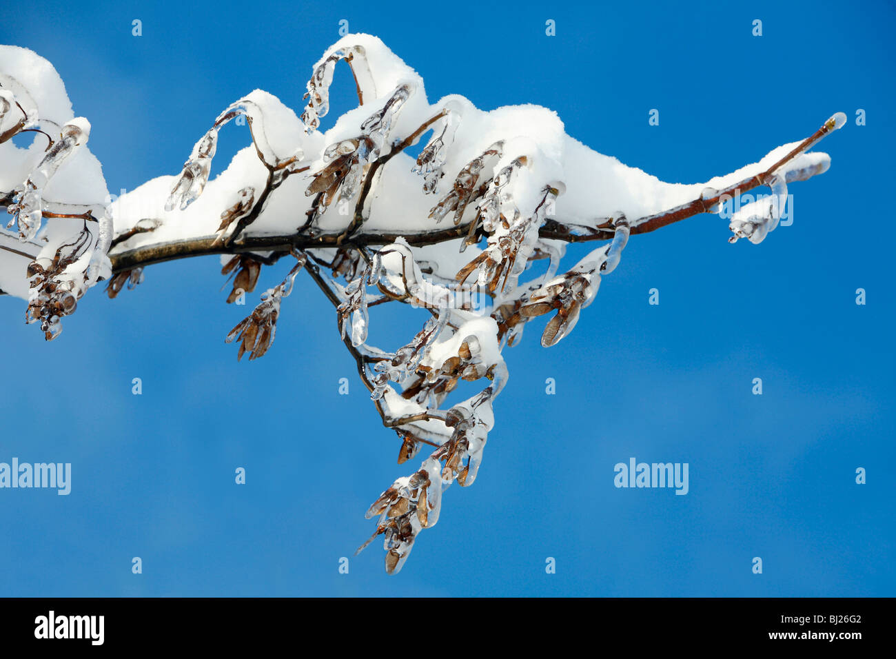 snow and Ice covered European Sycamore Acer pseudoplatanus, fruit keys, in winter, Germany Stock Photo