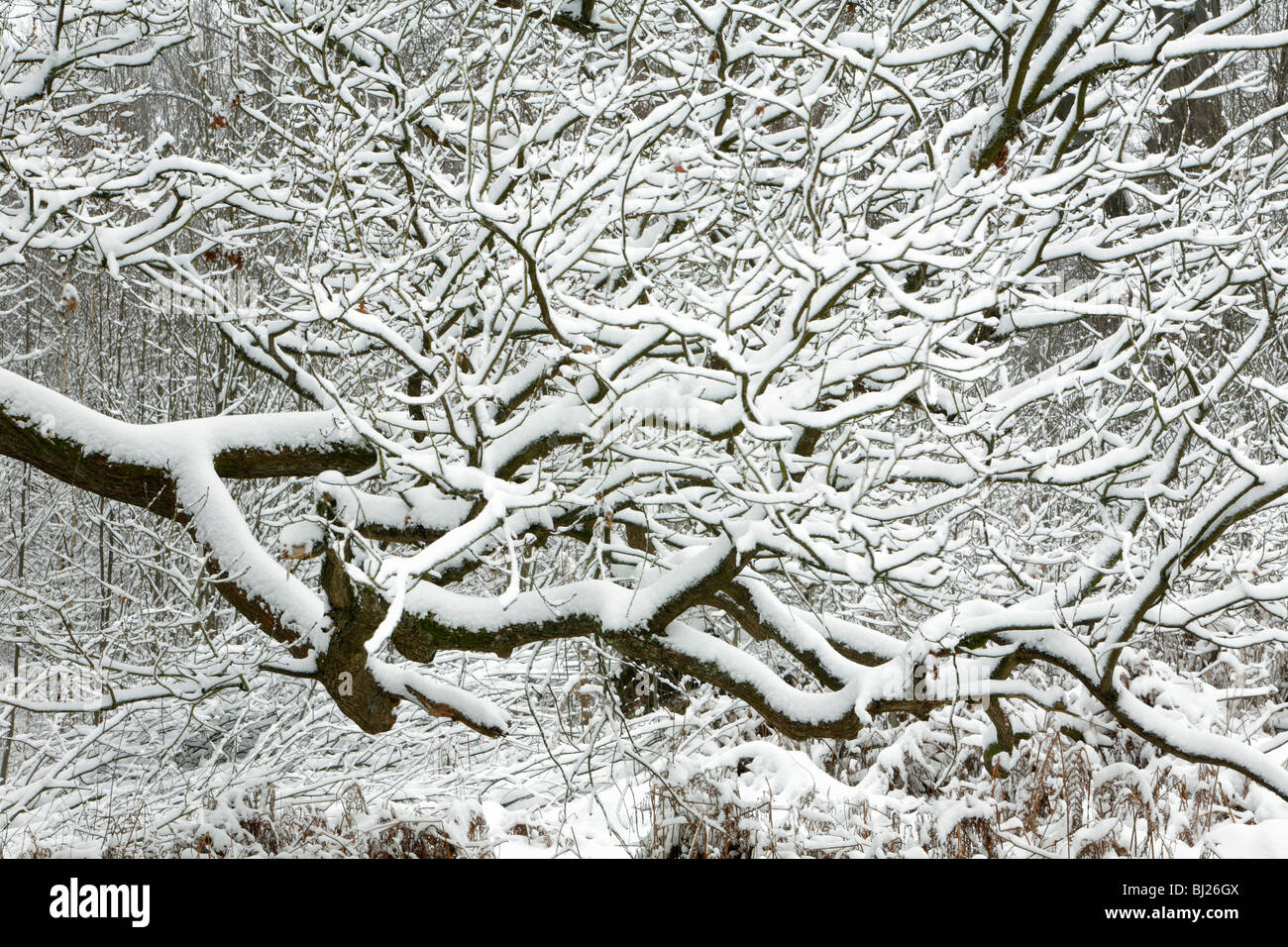 Oak tree branch in mixed deciduous woodland, covered in snow, winter, North Hessen, Germany Stock Photo