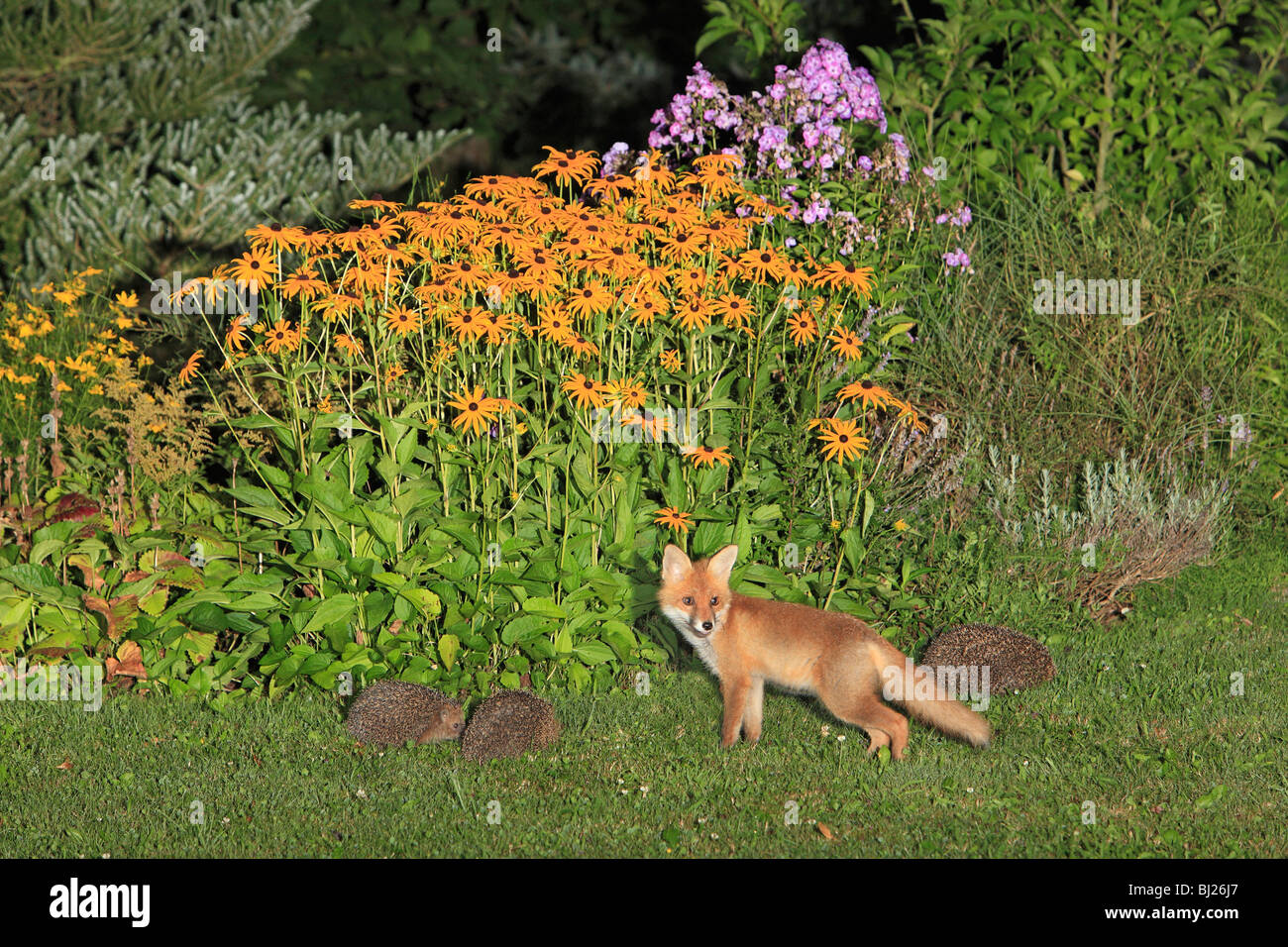 European Red Fox (Vulpes vulpes), cub in garden with hedgehogs (Erinaceus europaeus), Hessen, Germany Stock Photo