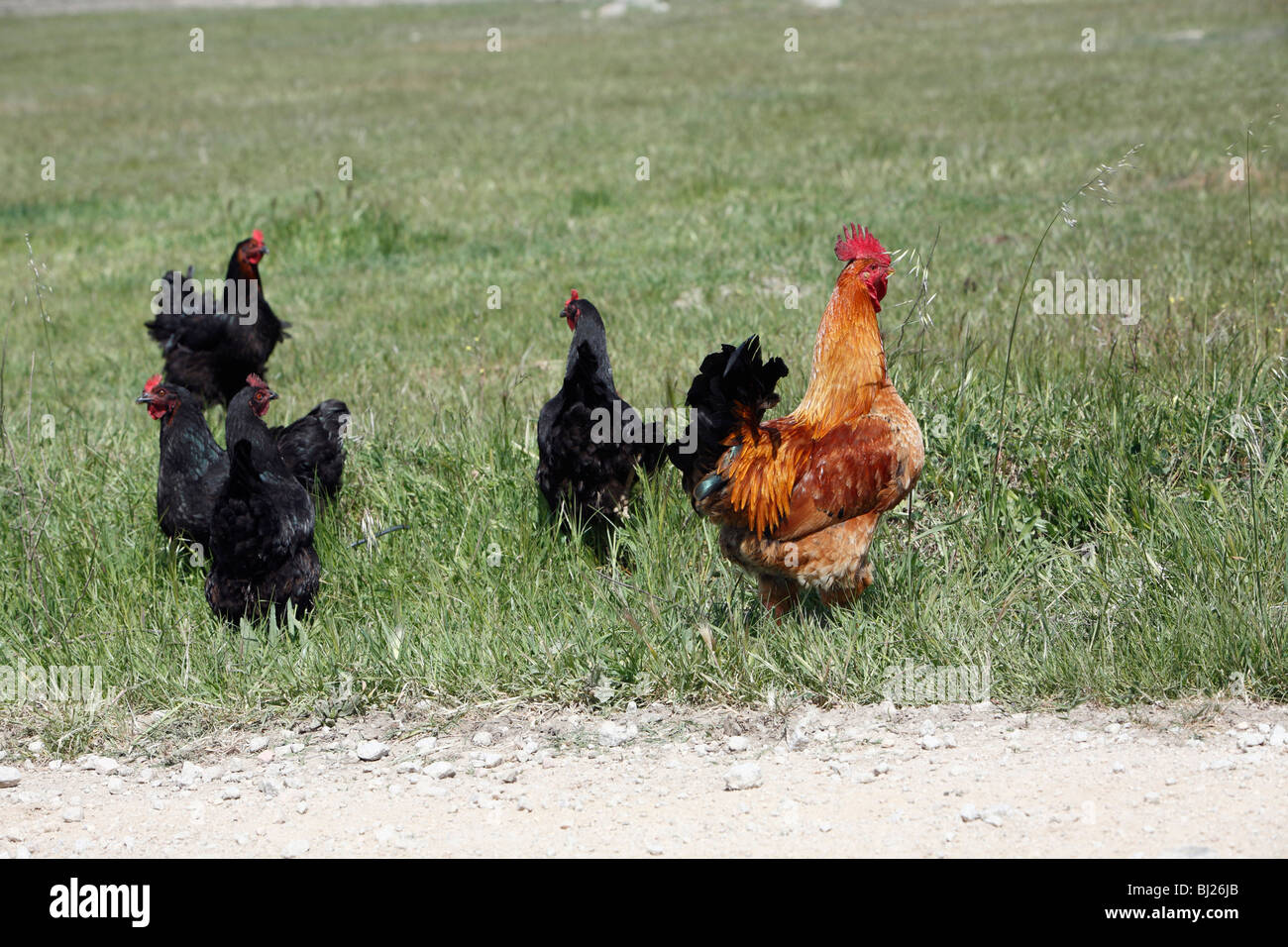 Free Range Hens, with cockerel, on meadow, Portugal Stock Photo