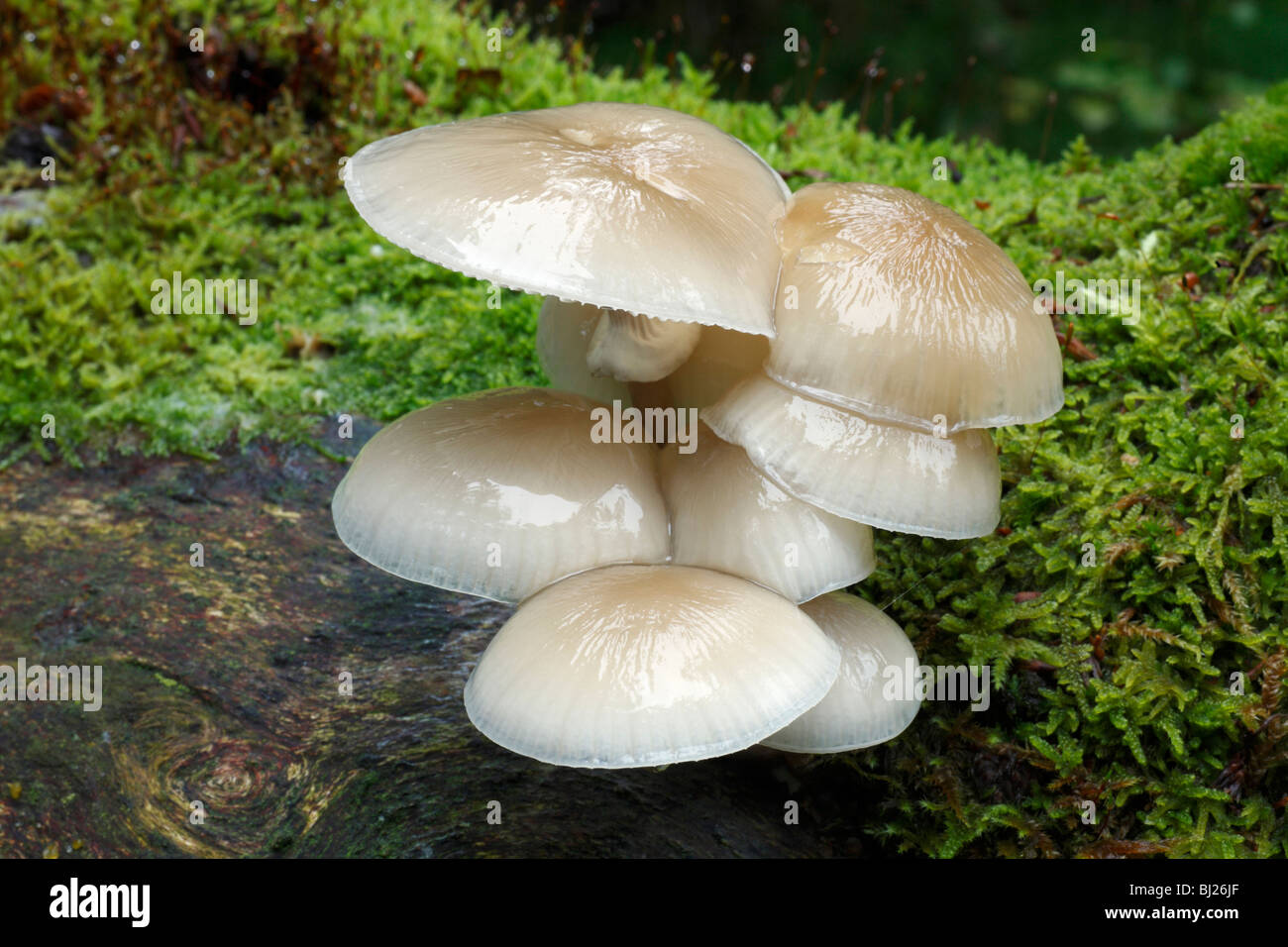 Porcelain Fungus (Oudemansiella mucida), growing on dead beech tree stem, Germany Stock Photo