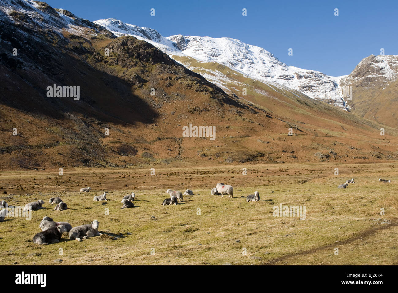 Herdwick Sheep in the Langdale Valley with Snow Covered Bow Fell Mountain in Distance Lake District Cumbria England UK Stock Photo