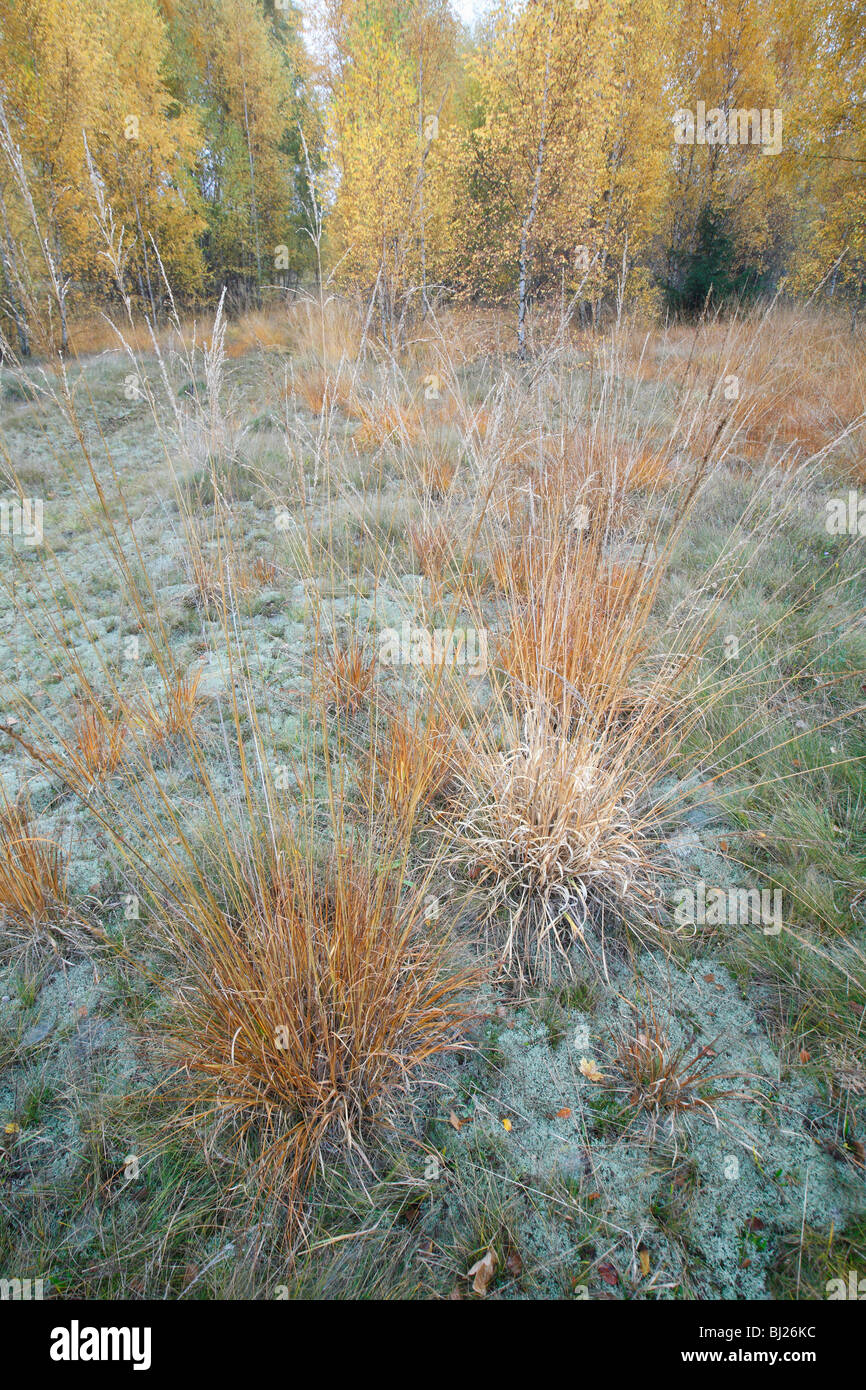 Purple Moor Grass (Molinia caerulea), covered in frost, in autumn, Germany Stock Photo