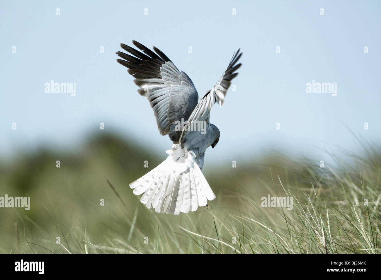 Hen Harrier (Circus cyaneus) Male hunting and hovering over sand dunes, Texel, Holland Stock Photo
