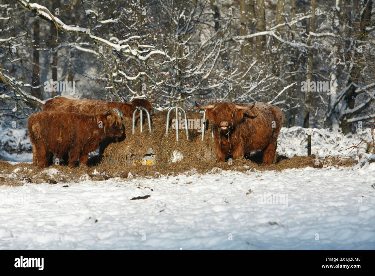 Highland Cattle In Winter High Resolution Stock Photography and Images