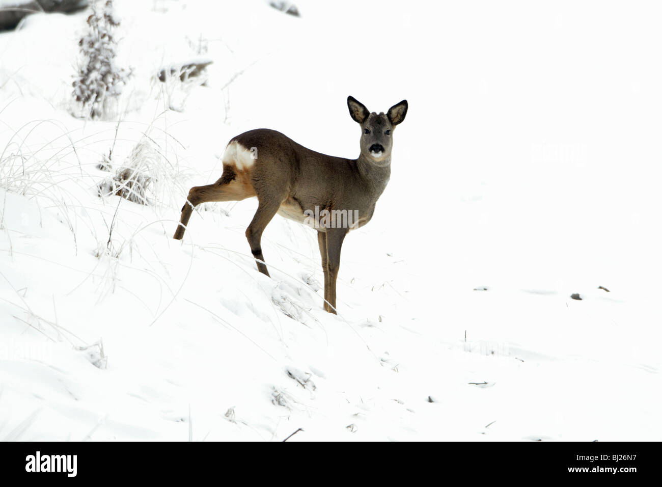 Roe deer, Capreolus capreolus, in winter, Lower Saxony, Germany Stock Photo