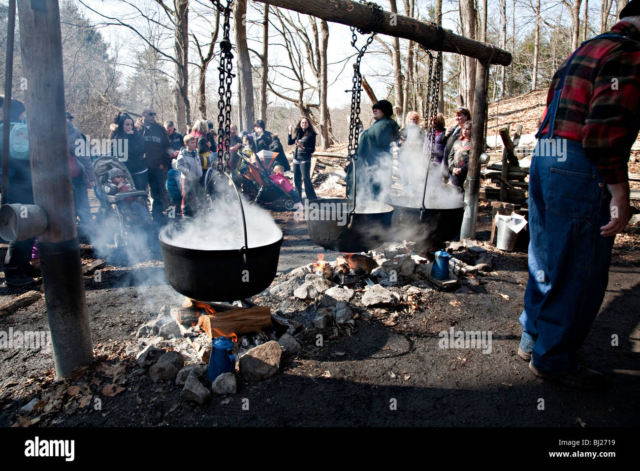 Maple Syrup or Maple syrup Harvest in Northern Ontario;Canada Stock
