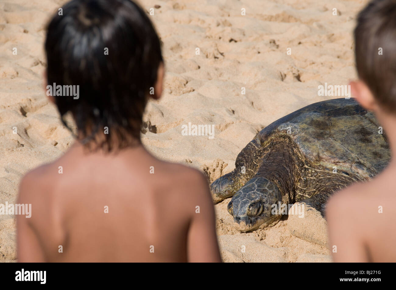 Turtle on Beach Kauai Hawaii Stock Photo