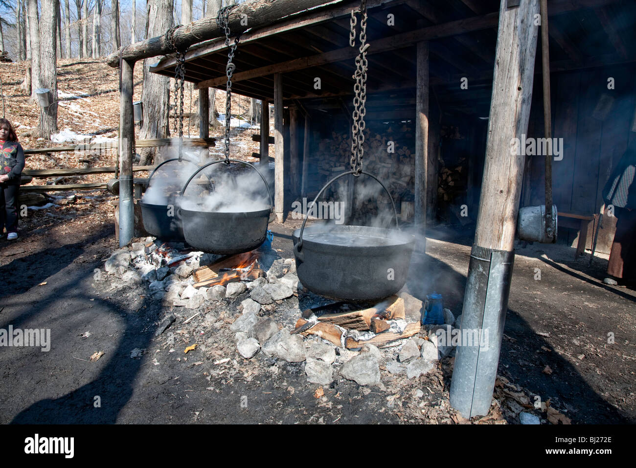 Maple Syrup or Maple syrup Harvest in Northern Ontario;Canada Stock