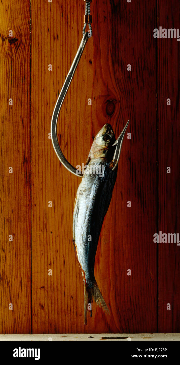 Large fishing hook with small sardine fish bait Stock Photo - Alamy