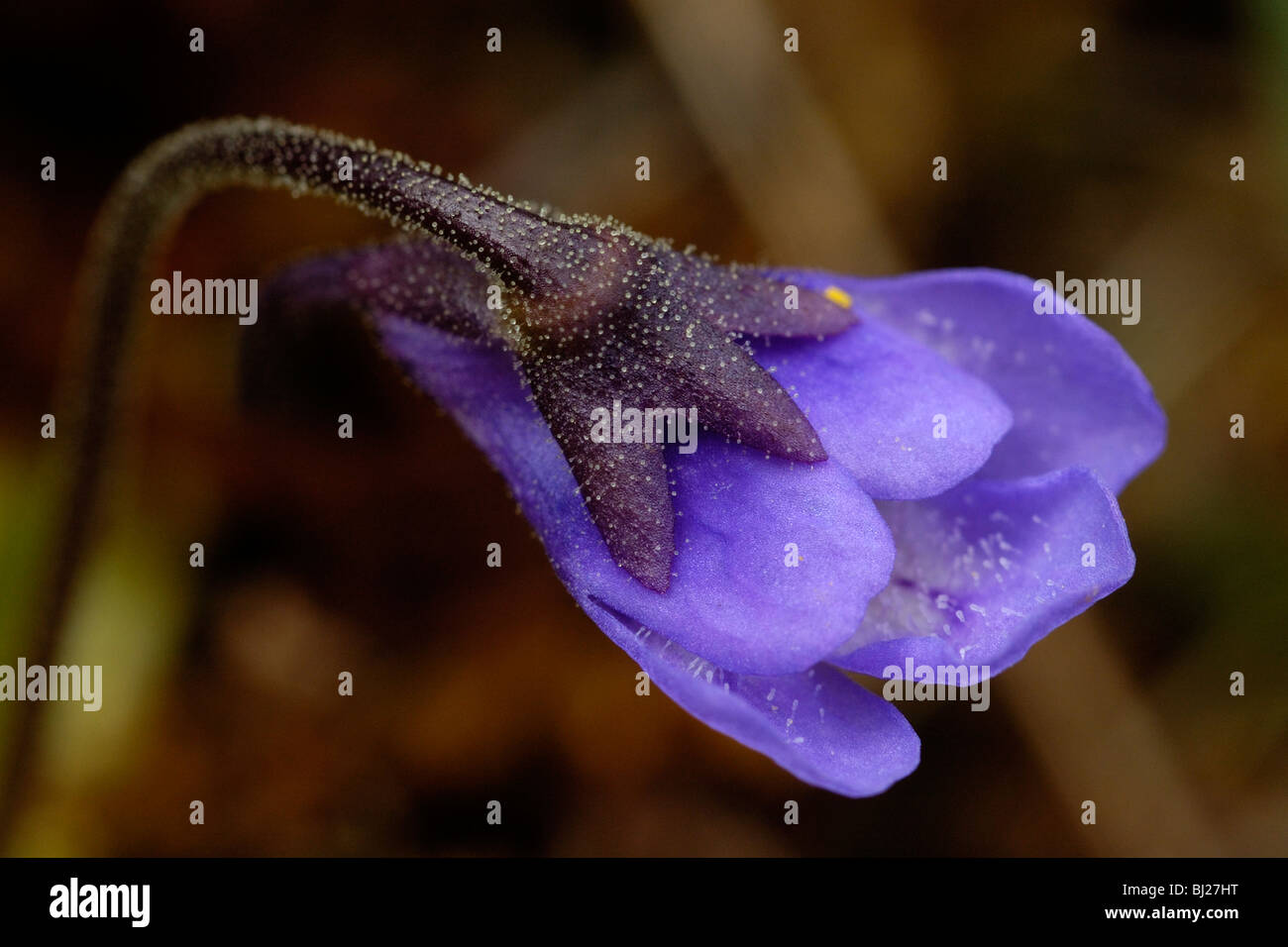 Common Butterwort, pinguicula vulgaris Stock Photo Alamy