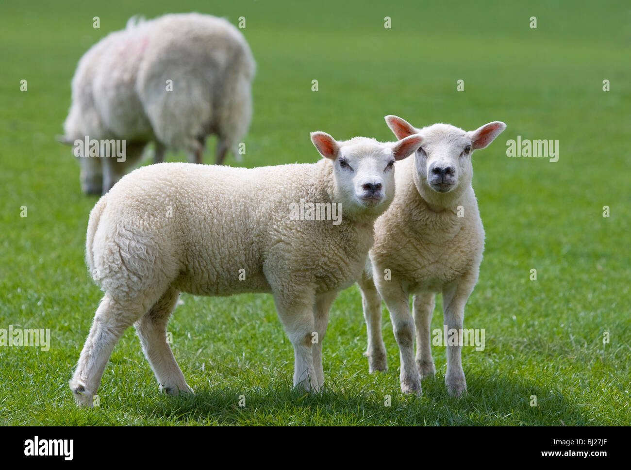 Beltex x Cheviot lambs Stock Photo - Alamy