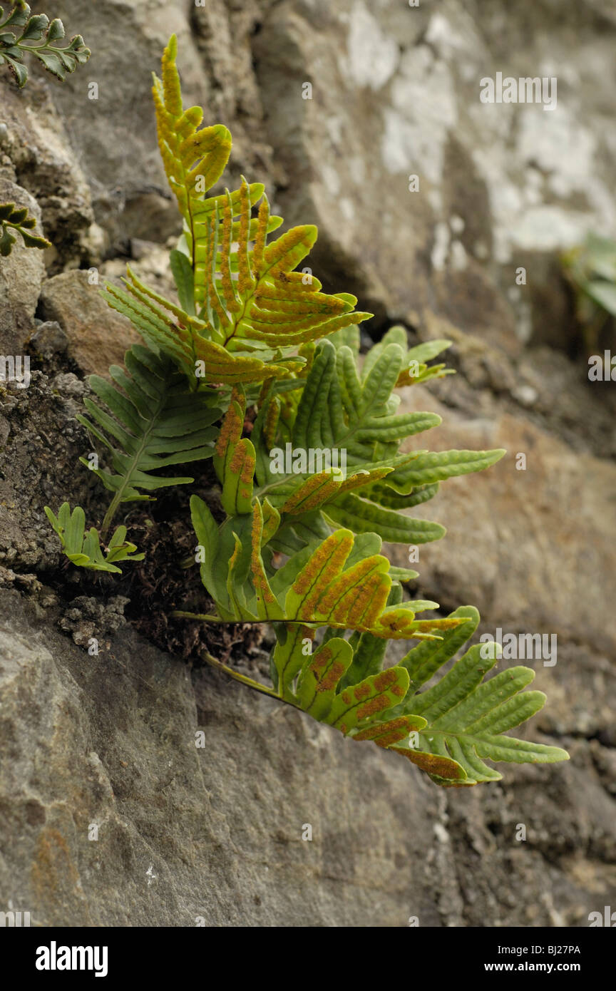 Polypody, polypodium vulgare agg. growing on a wall Stock Photo