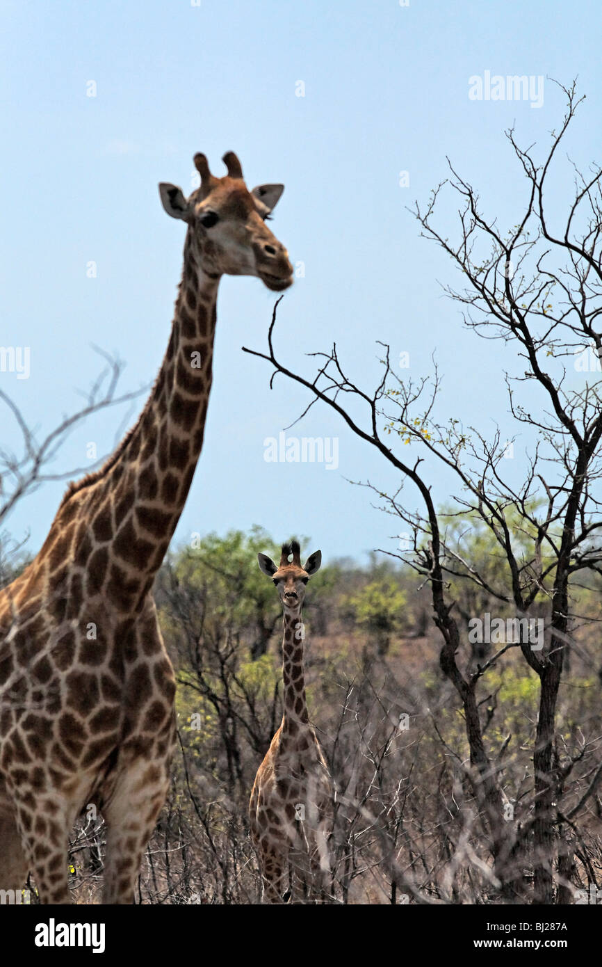 Adult and Young Giraffe Portrait ( Giraffa Camelopardalis ) Kruger National Park South Africa Stock Photo