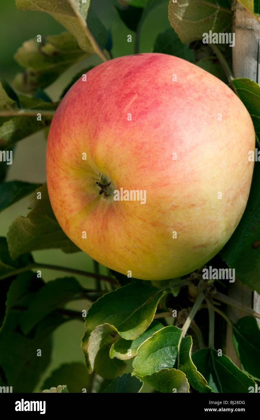 Domestic Apple (Malus domestica), variety: Freiherr von Berlepsch, apple on a tree. Stock Photo