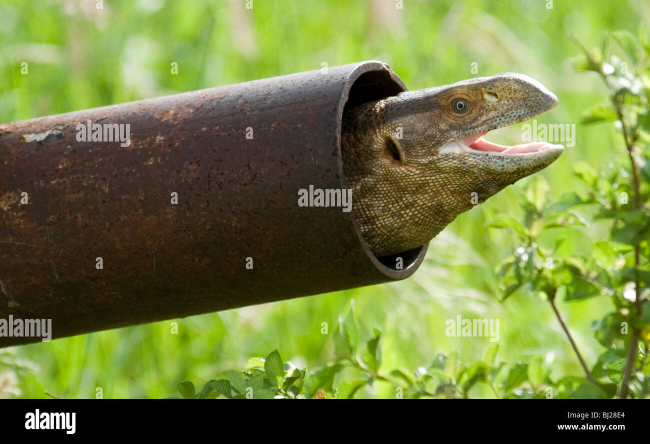 Lizard in a pipe Stock Photo