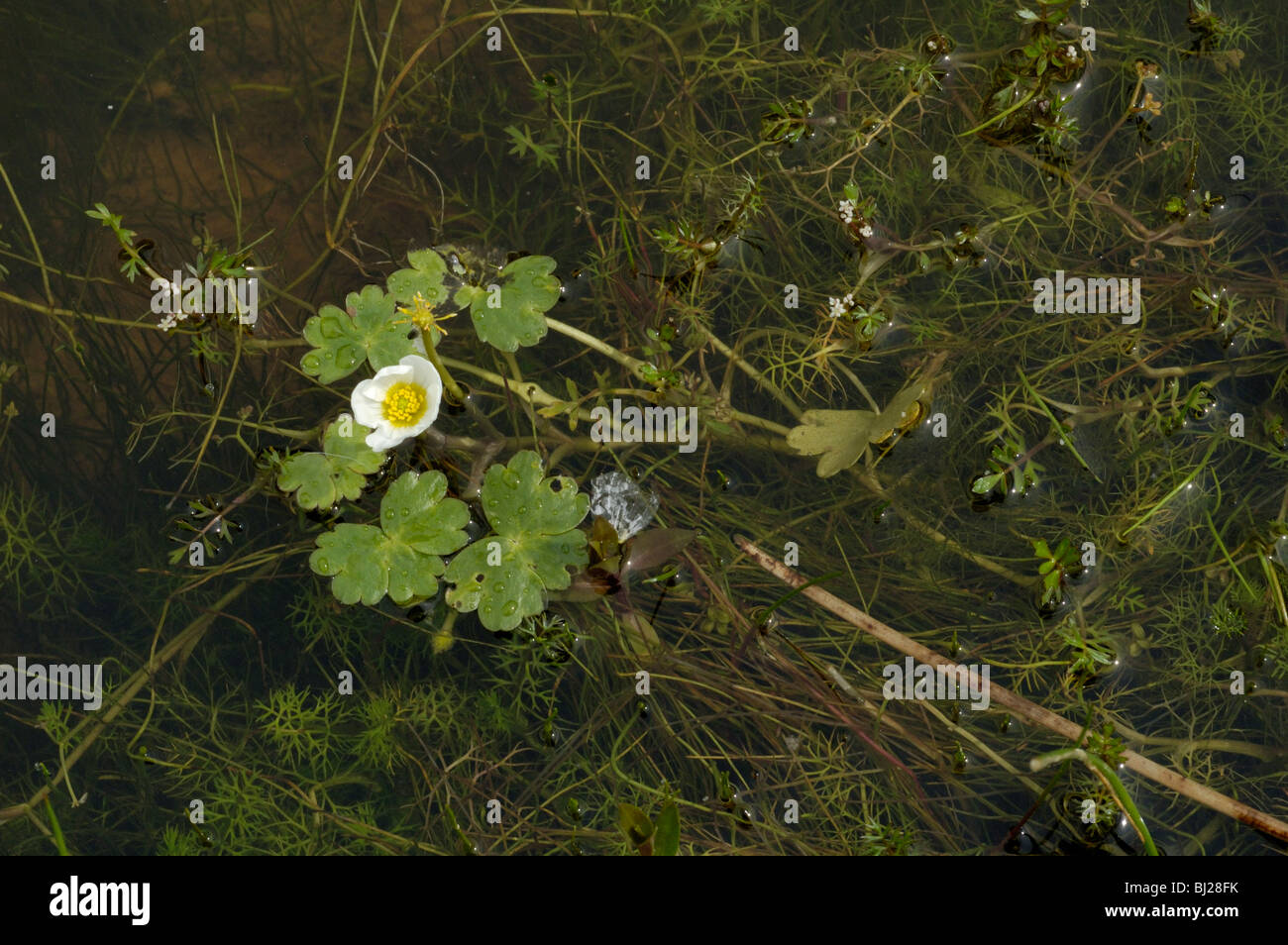 Common Water-crowfoot, ranunculus aquatilis Stock Photo - Alamy
