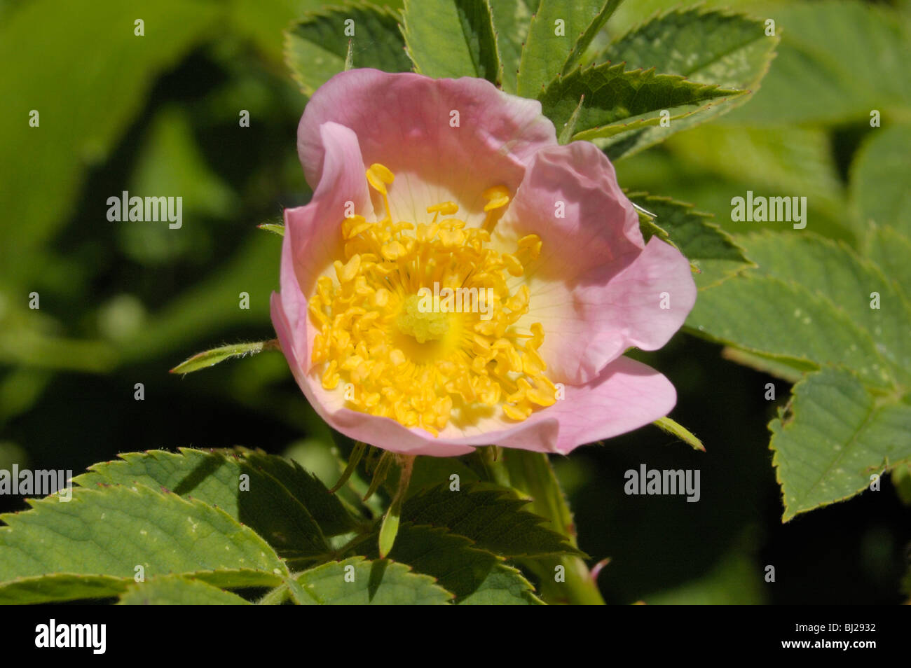 Hairy Dog-rose, rosa caesia Stock Photo