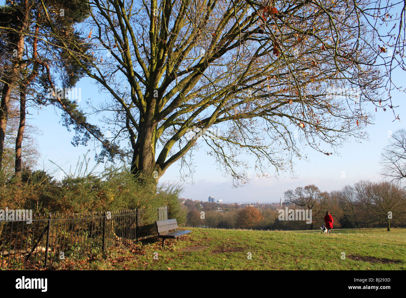 Dog walker, Hampstead Heath, London Stock Photo Alamy