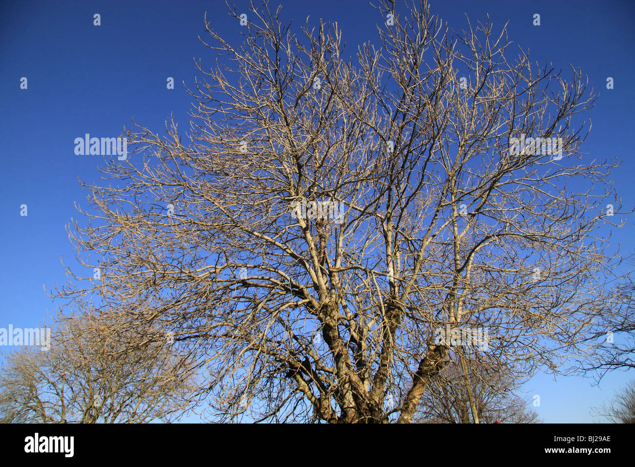 Ash Tree In Winter Stock Photos & Ash Tree In Winter Stock Images Alamy