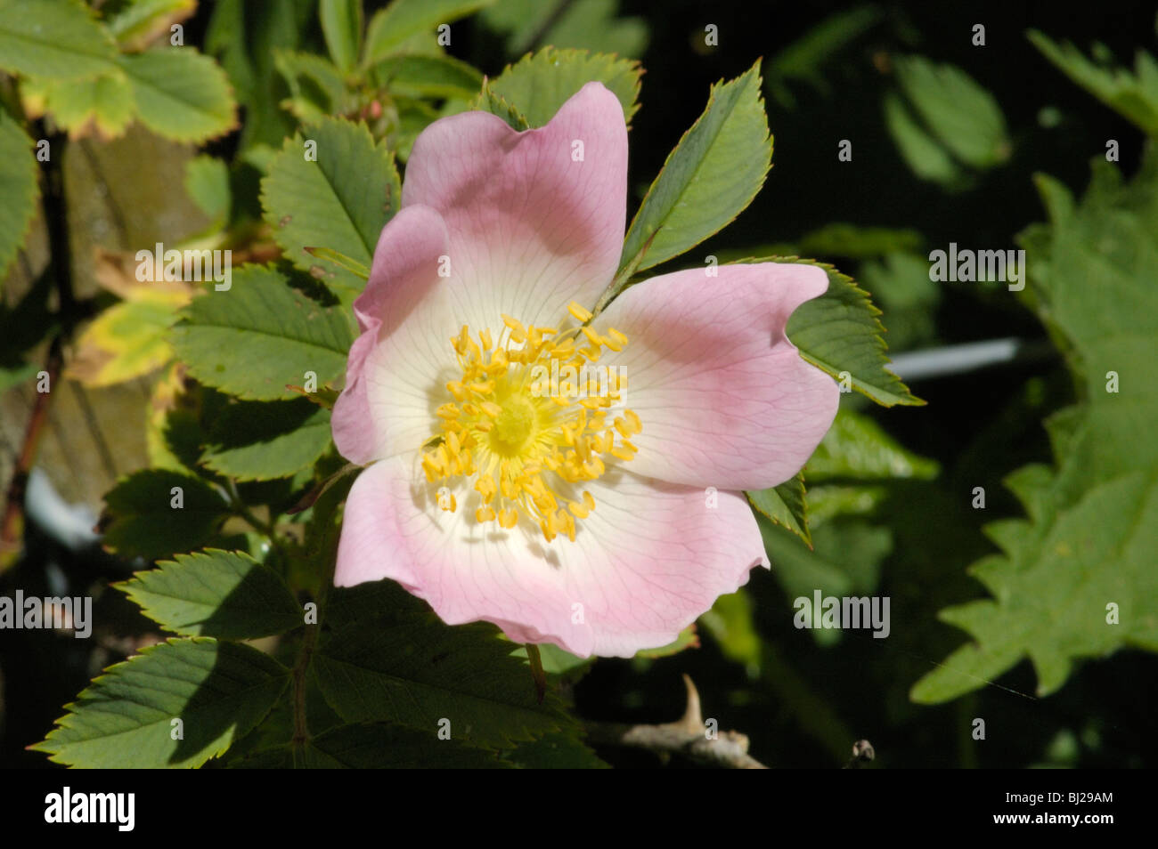 Hairy Dog-rose, rosa caesia Stock Photo
