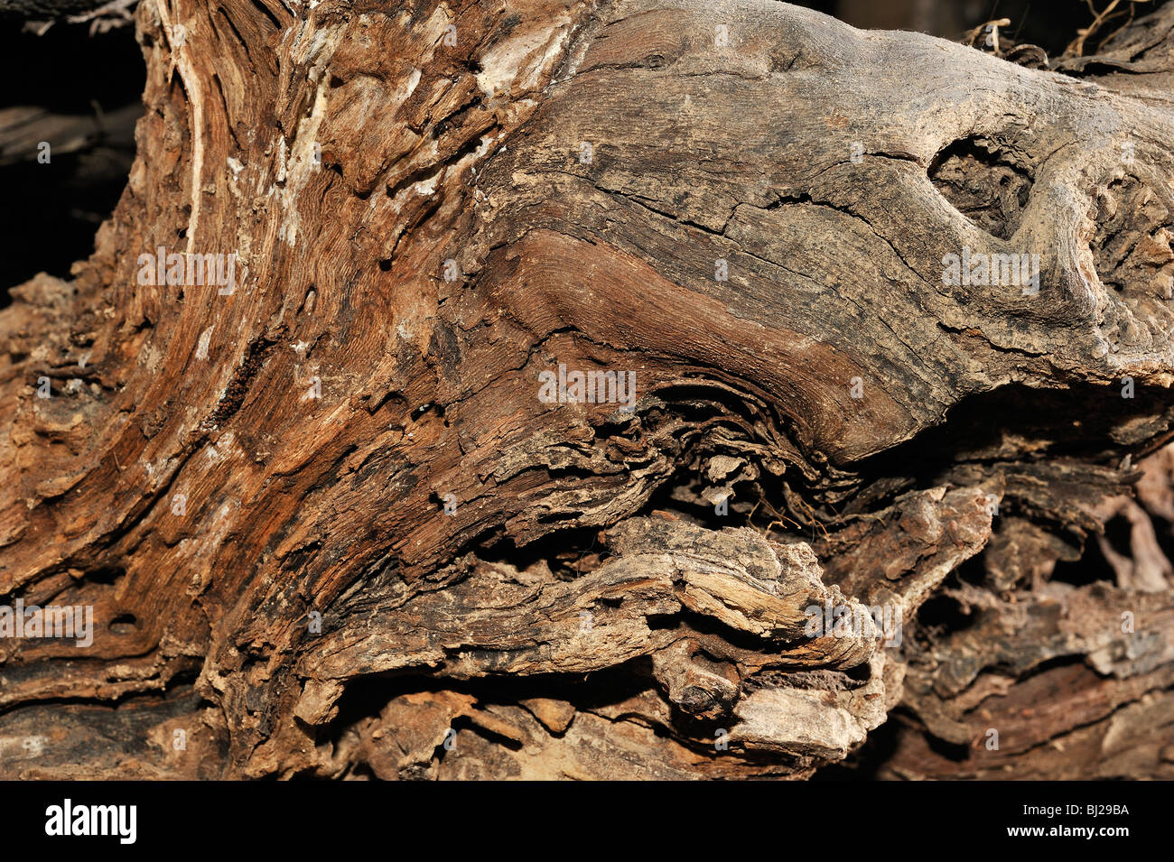 Old wood texture without treatment Stock Photo Alamy