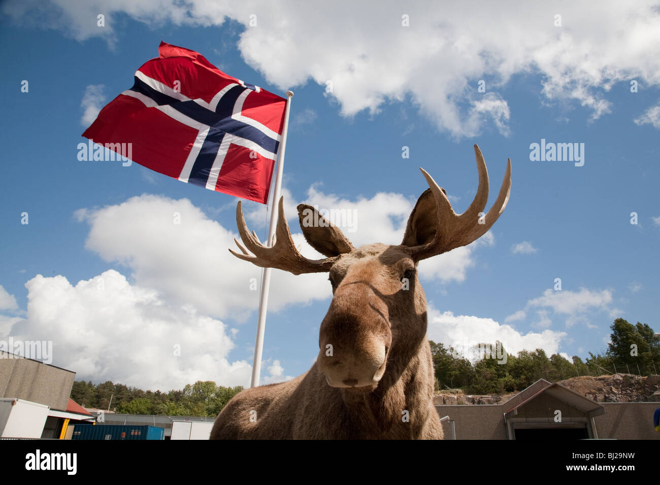 Norway welcome sunny blue sky Norwegian Flag European elk stuffed tourist cruise port Stock Photo