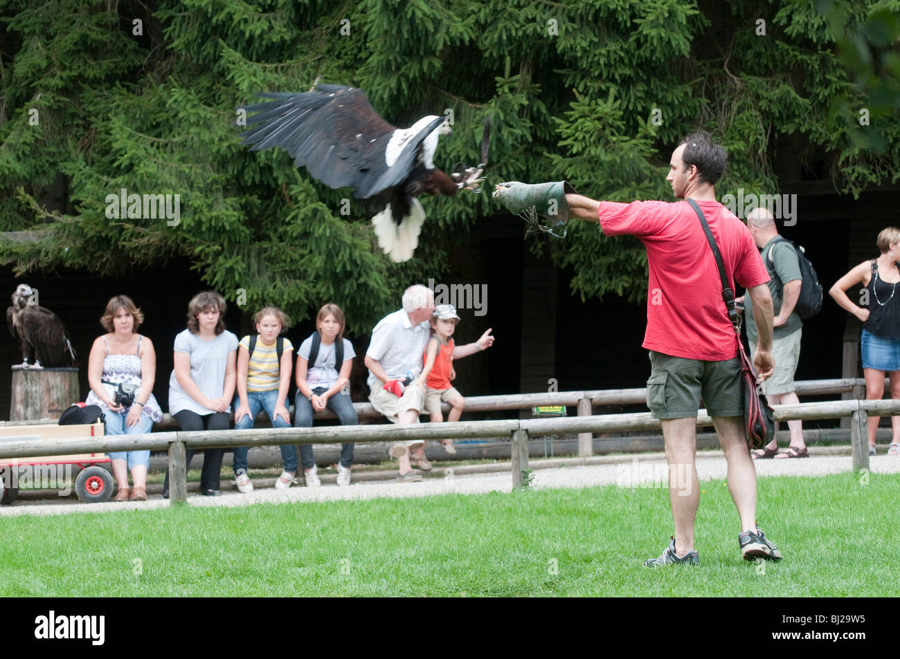 show, falconer, falconry, game reserve Hellenthal, Eifel, North Rhine-Westphalia, Germany Stock Photo
