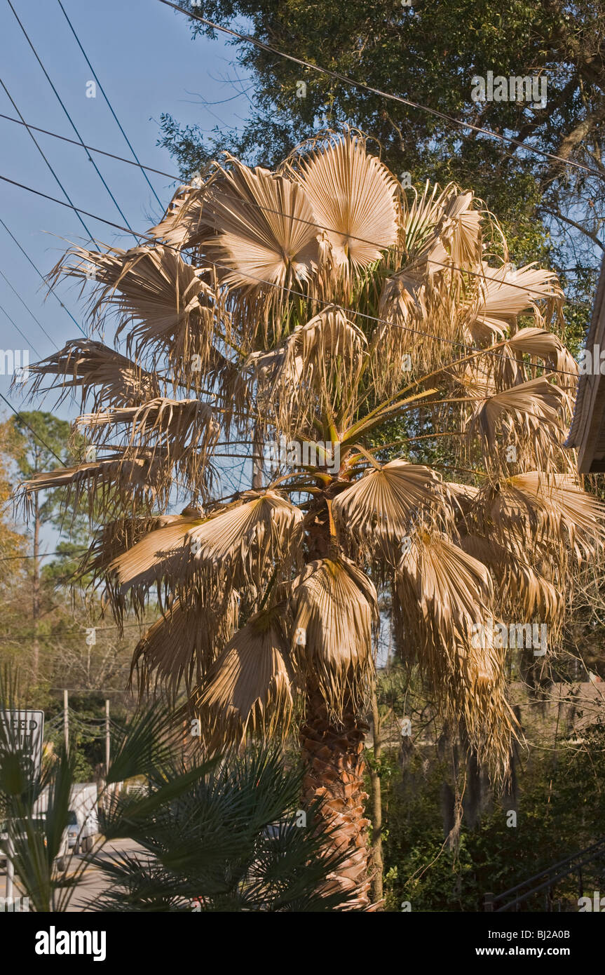 cold damaged palm tree Florida Stock Photo