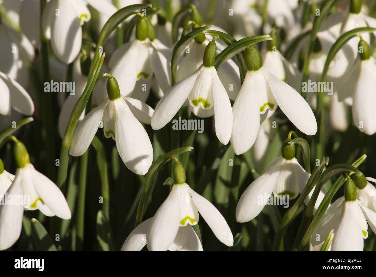 Snowdrop like flowers hires stock photography and images Alamy