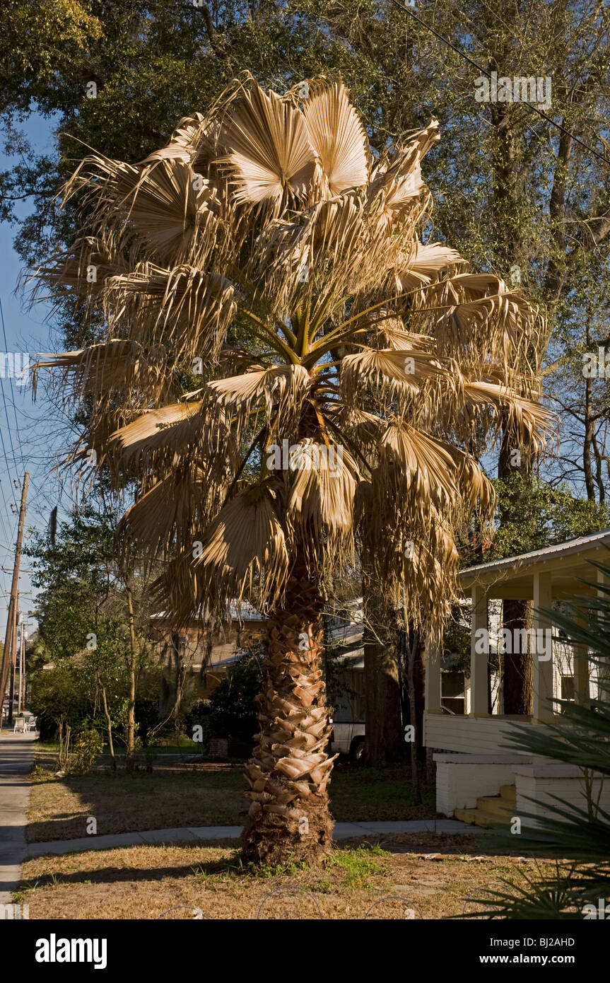 cold damaged palm tree Florida Stock Photo