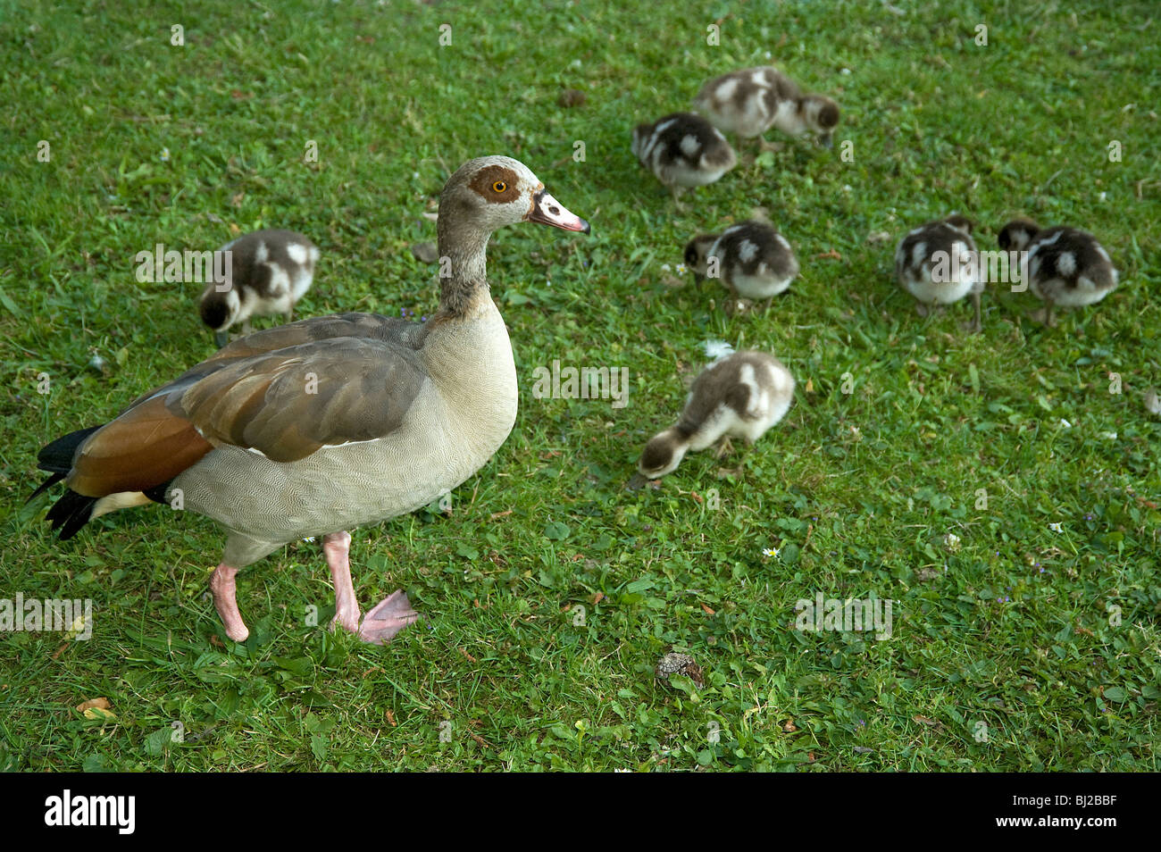 Egyptian goose, Alopochen aegyptiacus, lost foot defending 7 young goslings from predator - probably a fox Stock Photo