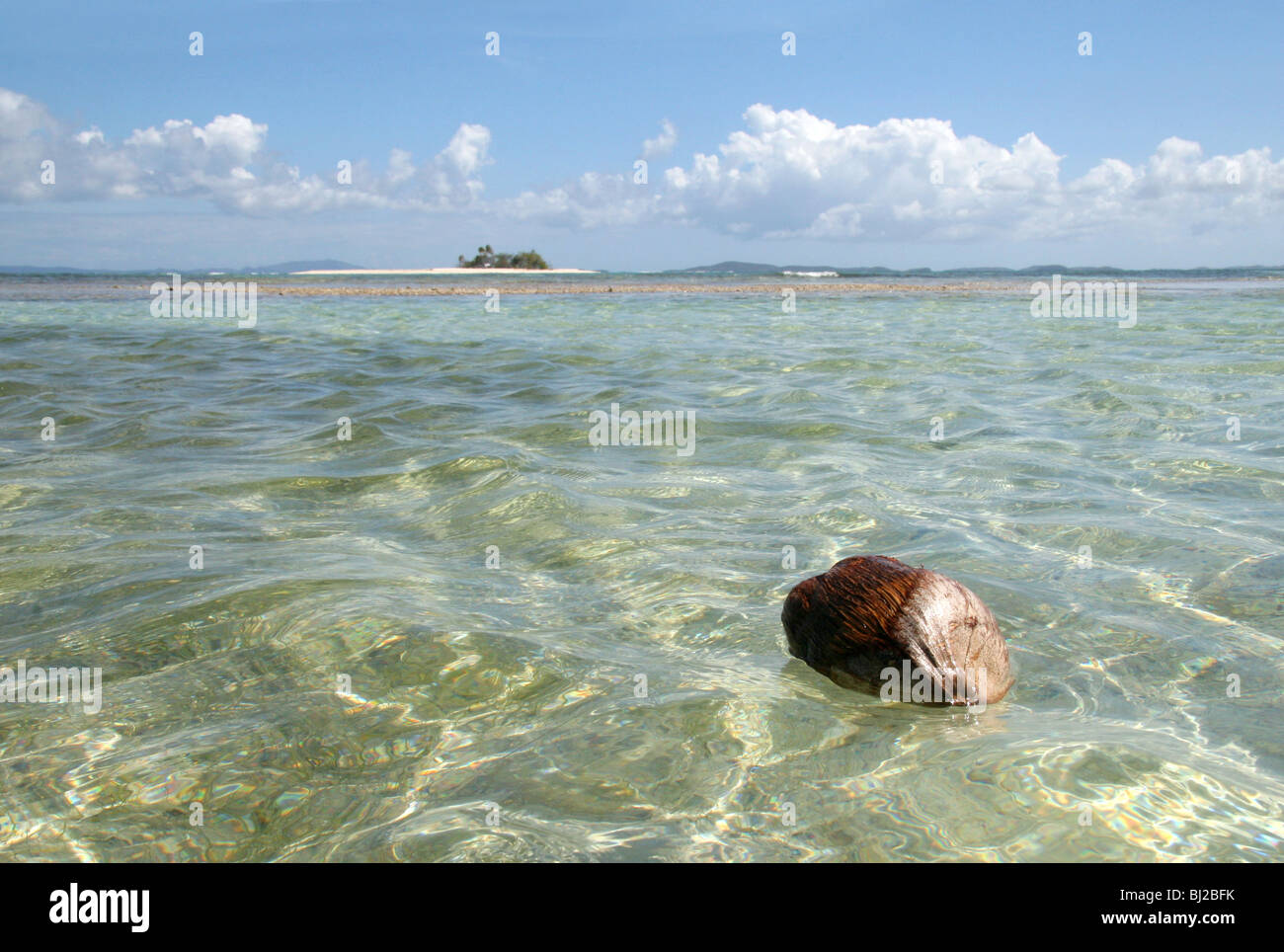 A coconut floats on the Caribbean Sea, Puerto Rico, USA Stock Photo Alamy