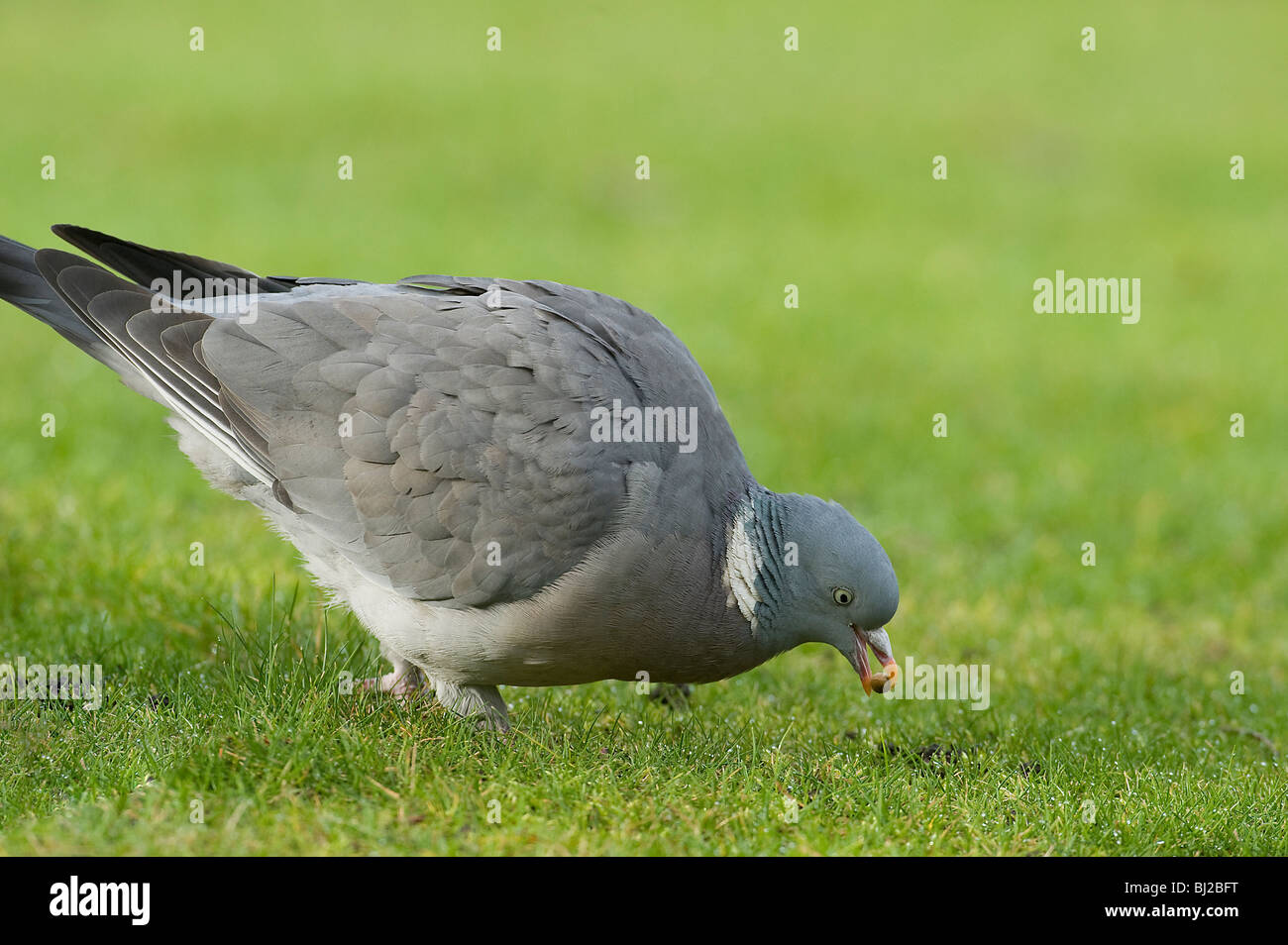 A wood pigeon, Columba palumbus, picks up a fallen acorn from a dew-covered lawn in winter Stock Photo