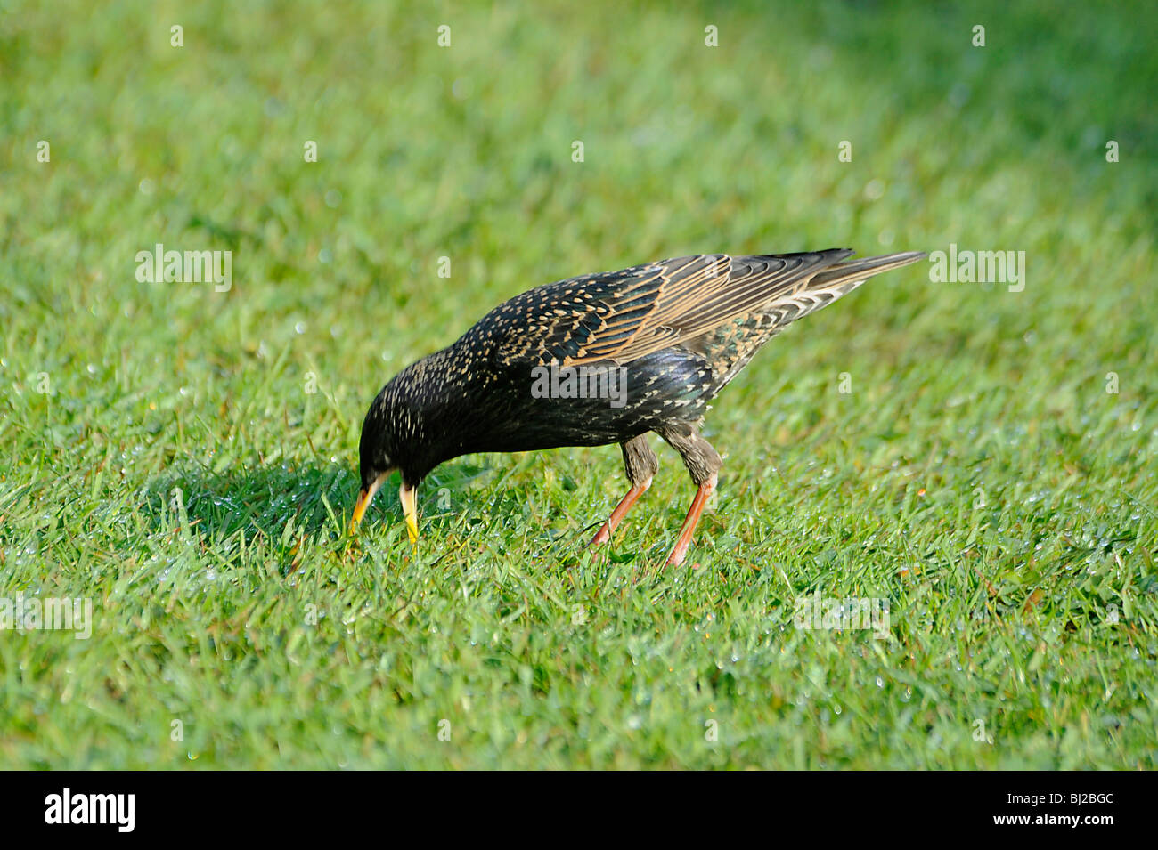 Starling, Sturnus vulgaris, feeding on lawn with dew Stock Photo