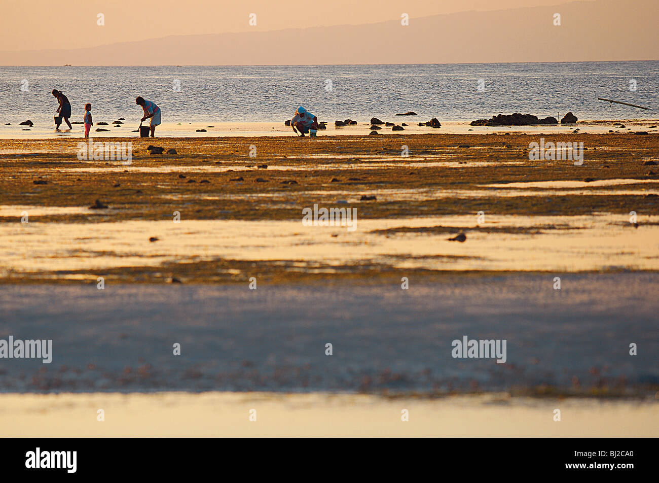 Filipino family collecting seafood at low tide. Stock Photo