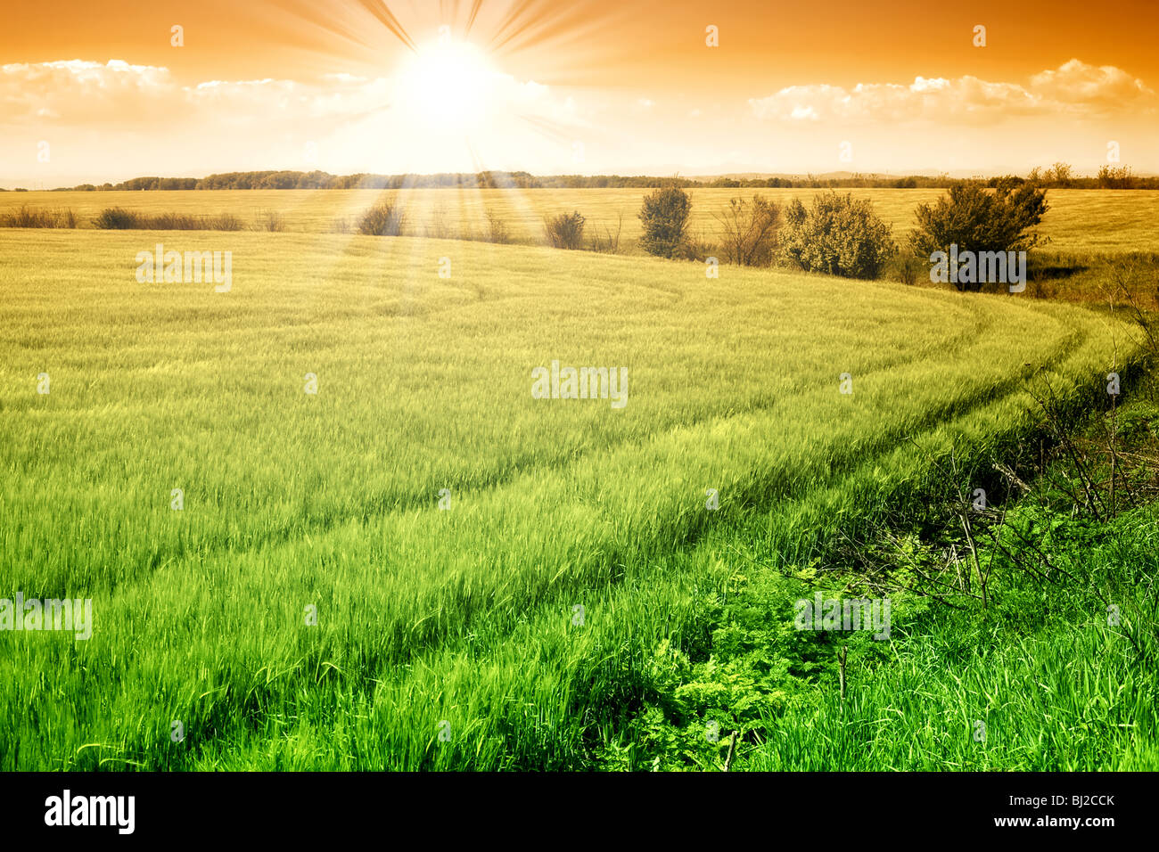 Field of green fresh grain and sunny orange sky Stock Photo