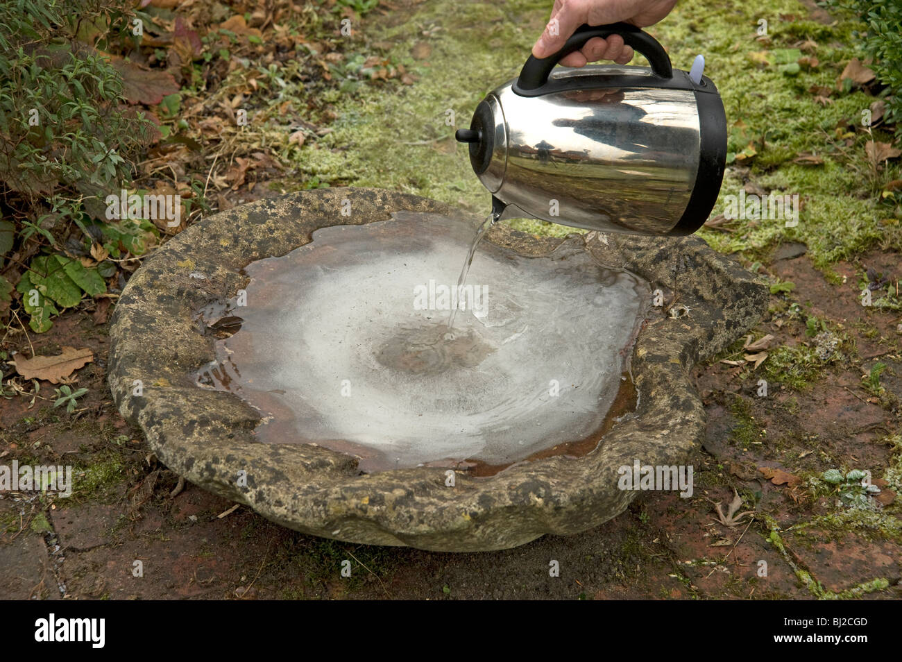 Pouring boiling water on icedup bird bath early on a cold winter's morning Stock Photo Alamy