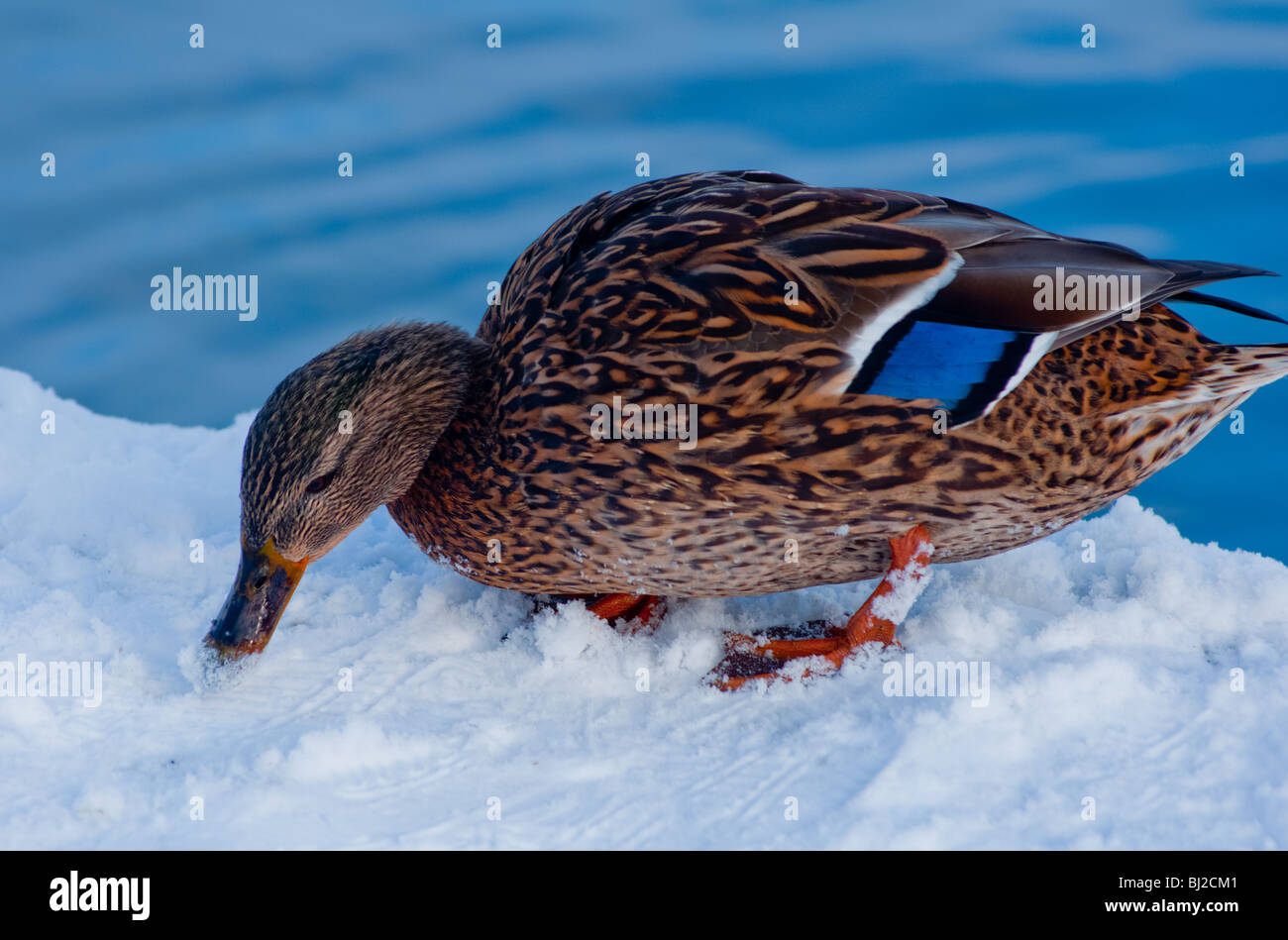 Snow eating duck Stock Photo
