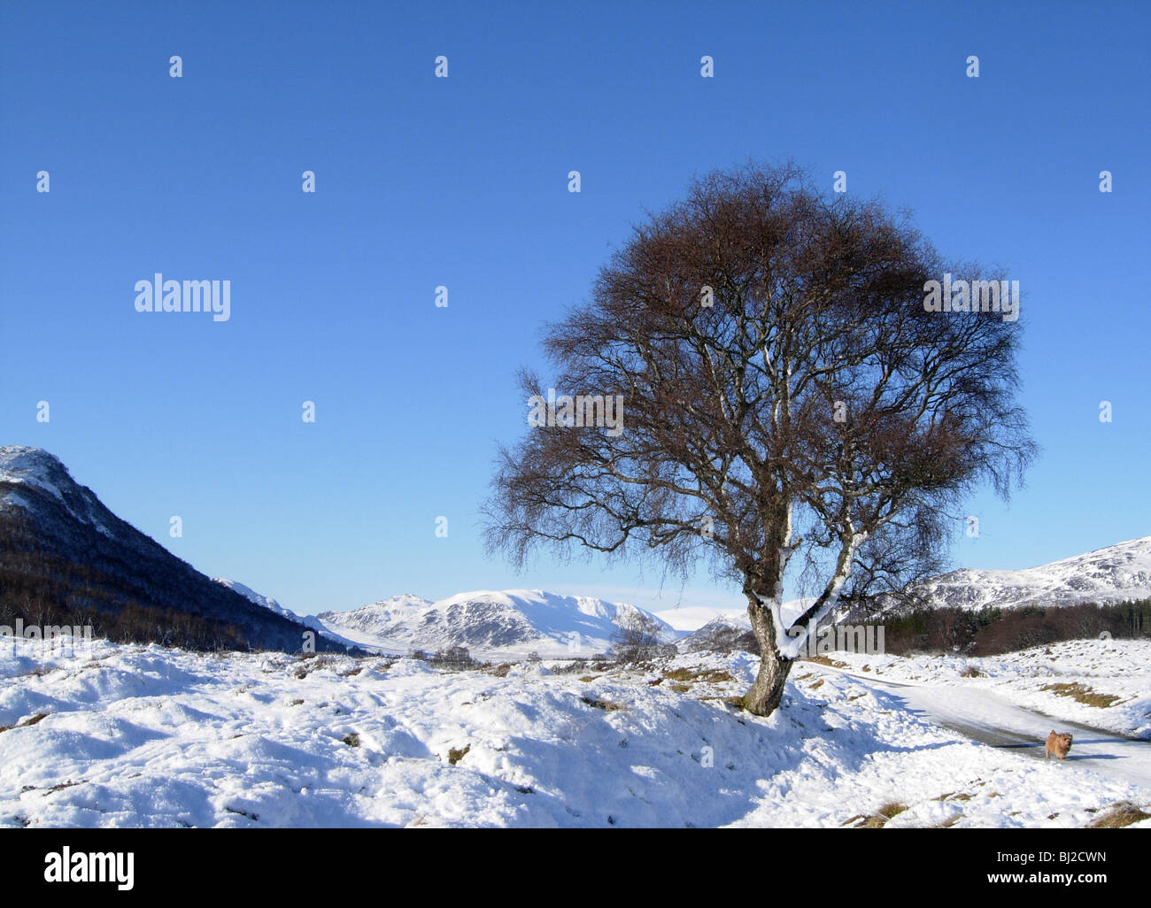 walking in the snow near Newtonmore Inverness-shire Scotland Stock Photo