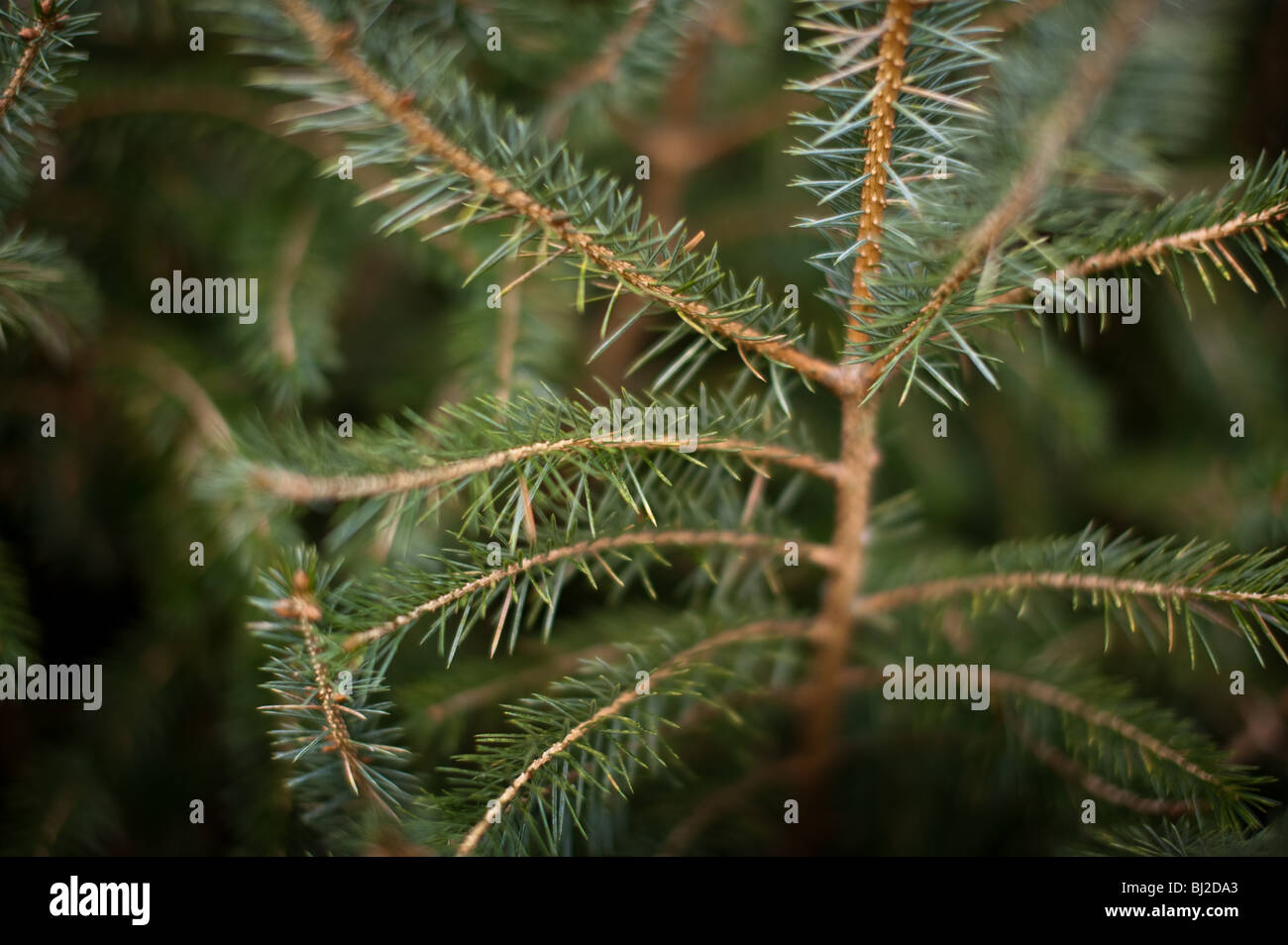 Christmas trees growing in a plantation in Cornwall Stock Photo Alamy