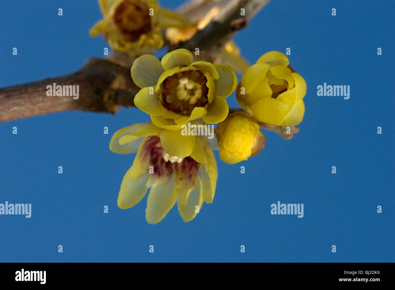 Waxy flowers of wintersweet emit a sweet scent at Christmas time Stock Photo