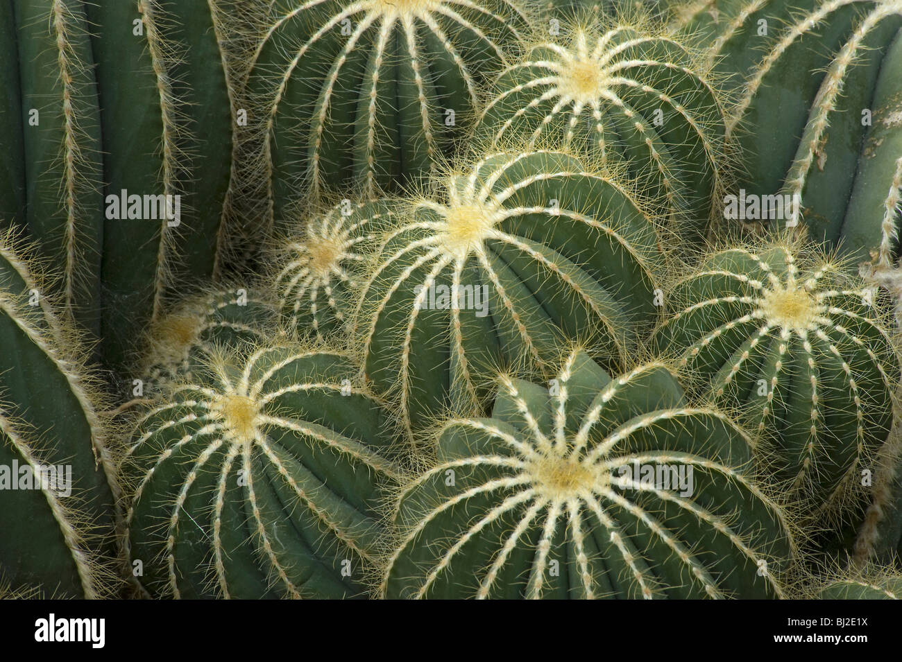Parodia magnifica with spines on ridges, S Brazil and Uruguay Stock Photo